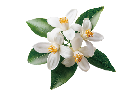 ビターオレンジ花エキスの画像