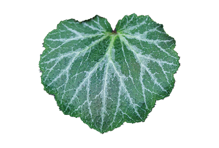 ユキノシタエキスの画像