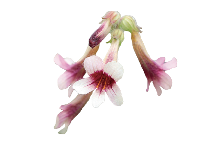 アヤカジオウエキスの画像