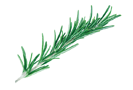 ローズマリー葉エキスの画像