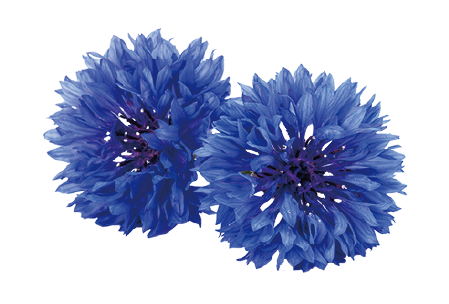 ヤグルマギク花エキスの画像