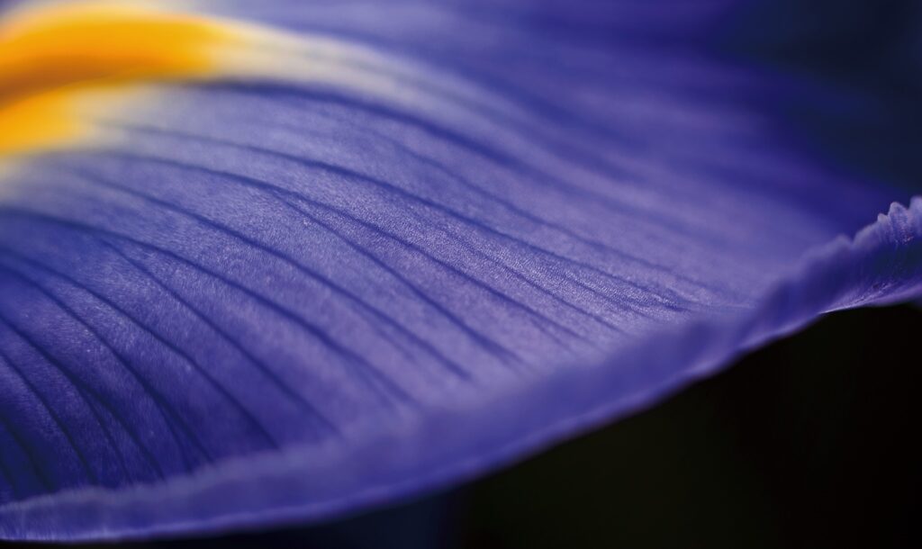 パーパスのイメージ画像。美しい花の写真